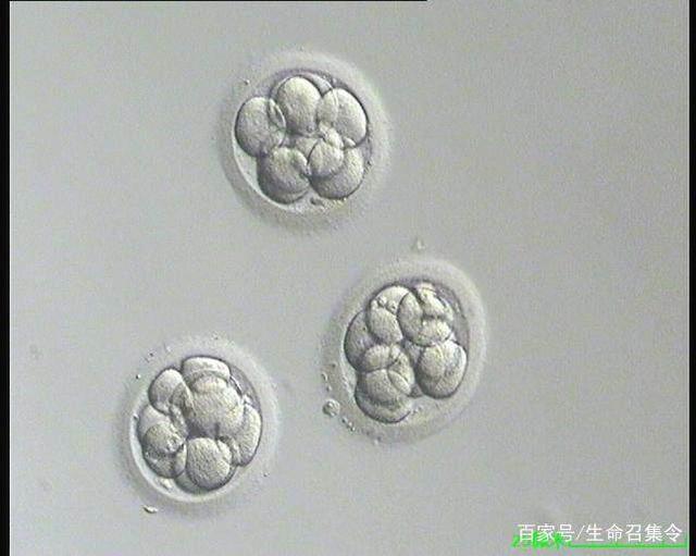 代孕