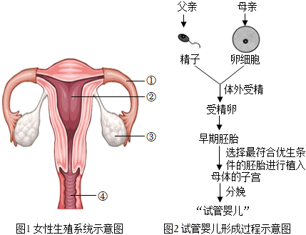 代孕 泰