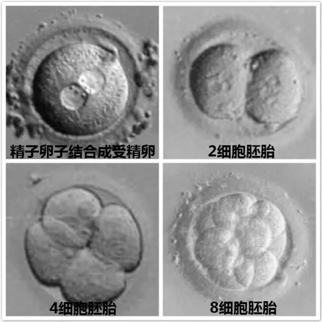 代孕的孩子健康