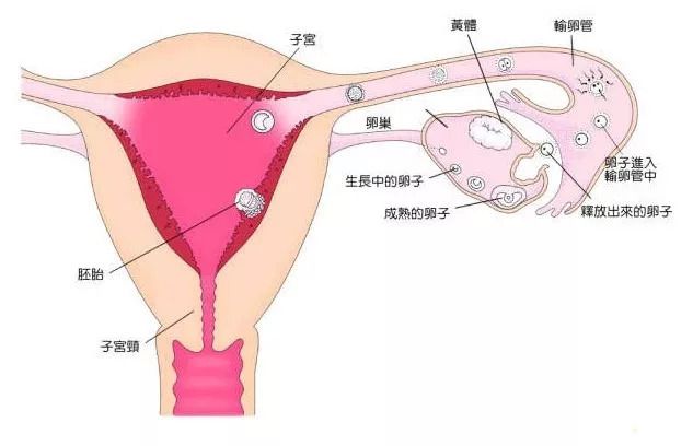 代孕